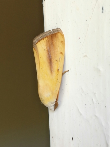 How to identify Pardoxia graellsii (Feisthamel, 1837)