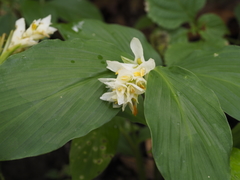 Globba marantina