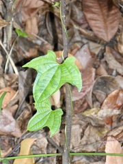 Dioscorea sansibarensis
