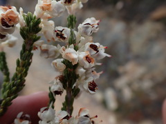Erica pseudocalycina