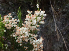 Erica pseudocalycina