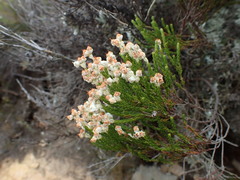 Erica pseudocalycina
