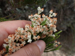 Erica pseudocalycina