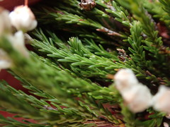 Erica pseudocalycina