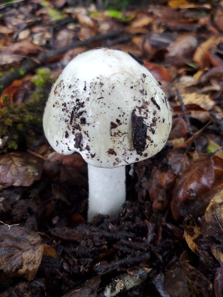 Amanita phalloides · December 2025 · photo: © arlenedevitt (iNaturalist, cc-by)