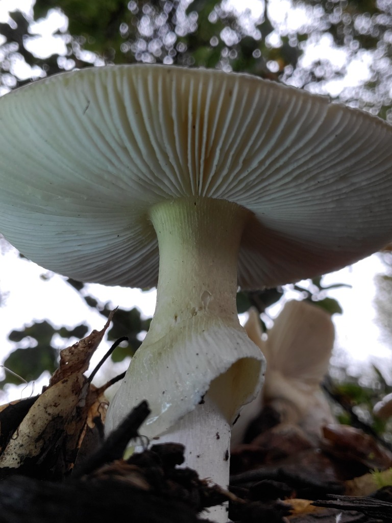 Amanita phalloides · December 2025 · photo: © arlenedevitt (iNaturalist, cc-by)