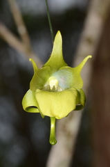 Aeranthes ramosa image