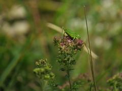 Callicrania ramburii