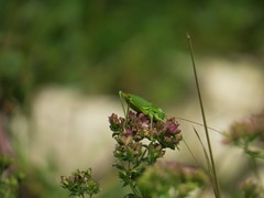 Callicrania ramburii