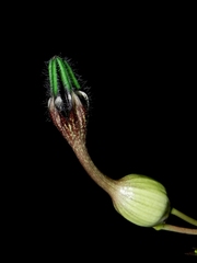 Ceropegia oculata