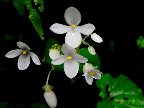 Image of Begonia crenata by no rights reserved