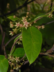 Vincetoxicum dalzellii