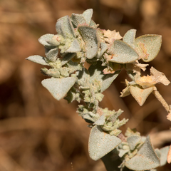 Atriplex eardleyae