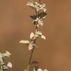 Atriplex eardleyae