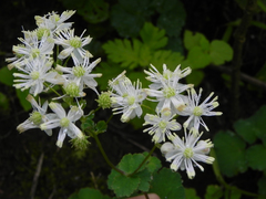 Thalictrum dalzellii