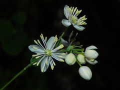 Thalictrum dalzellii
