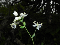 Thalictrum dalzellii
