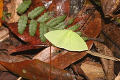 Tanaoctenia haliaria