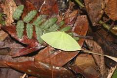 Tanaoctenia haliaria