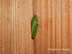 Petalocephala