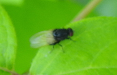 Minettia longipennis