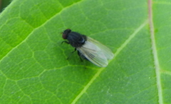 Minettia longipennis