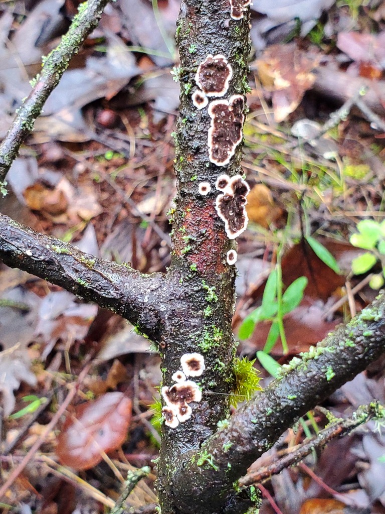 Peniophora albobadia · December 2025 · photo: © arlenedevitt (iNaturalist, cc-by)