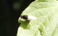Minettia longipennis