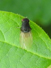 Minettia longipennis