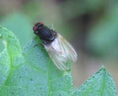 Minettia longipennis