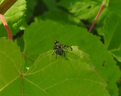 Otites formosa