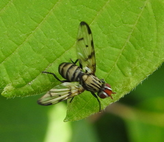 Otites formosa