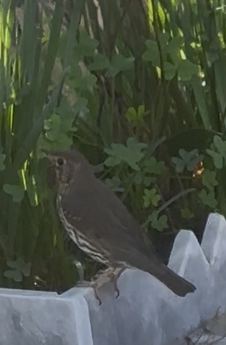 Song Thrush