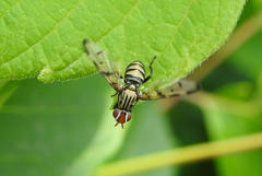 Otites formosa