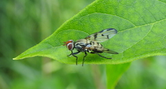 Otites formosa