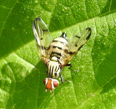 Otites formosa