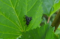 Platystoma