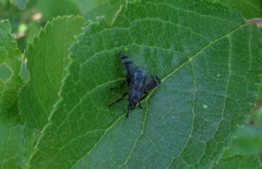 Platystoma