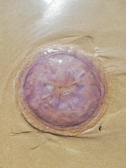 Rhizostomeae