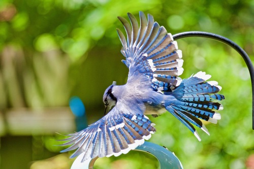 Blue Jay photographed in Texas