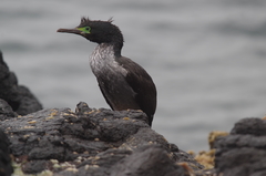 Phalacrocorax featherstoni