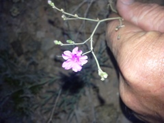 Boerhavia linearifolia