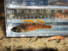 Creole Darter photo 3