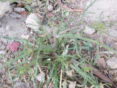 Senecio glaucus