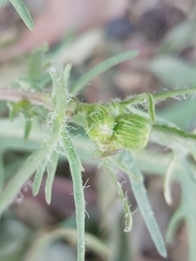 Senecio glaucus