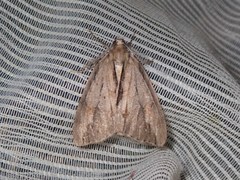 Pseudocoremia lupinata