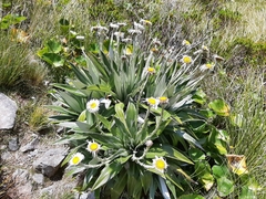 Celmisia semicordata