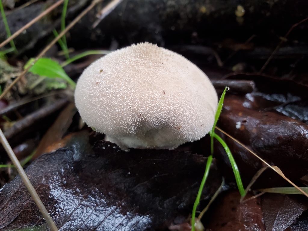 Lycoperdon perlatum · December 2025 · photo: © arlenedevitt (iNaturalist, cc-by)