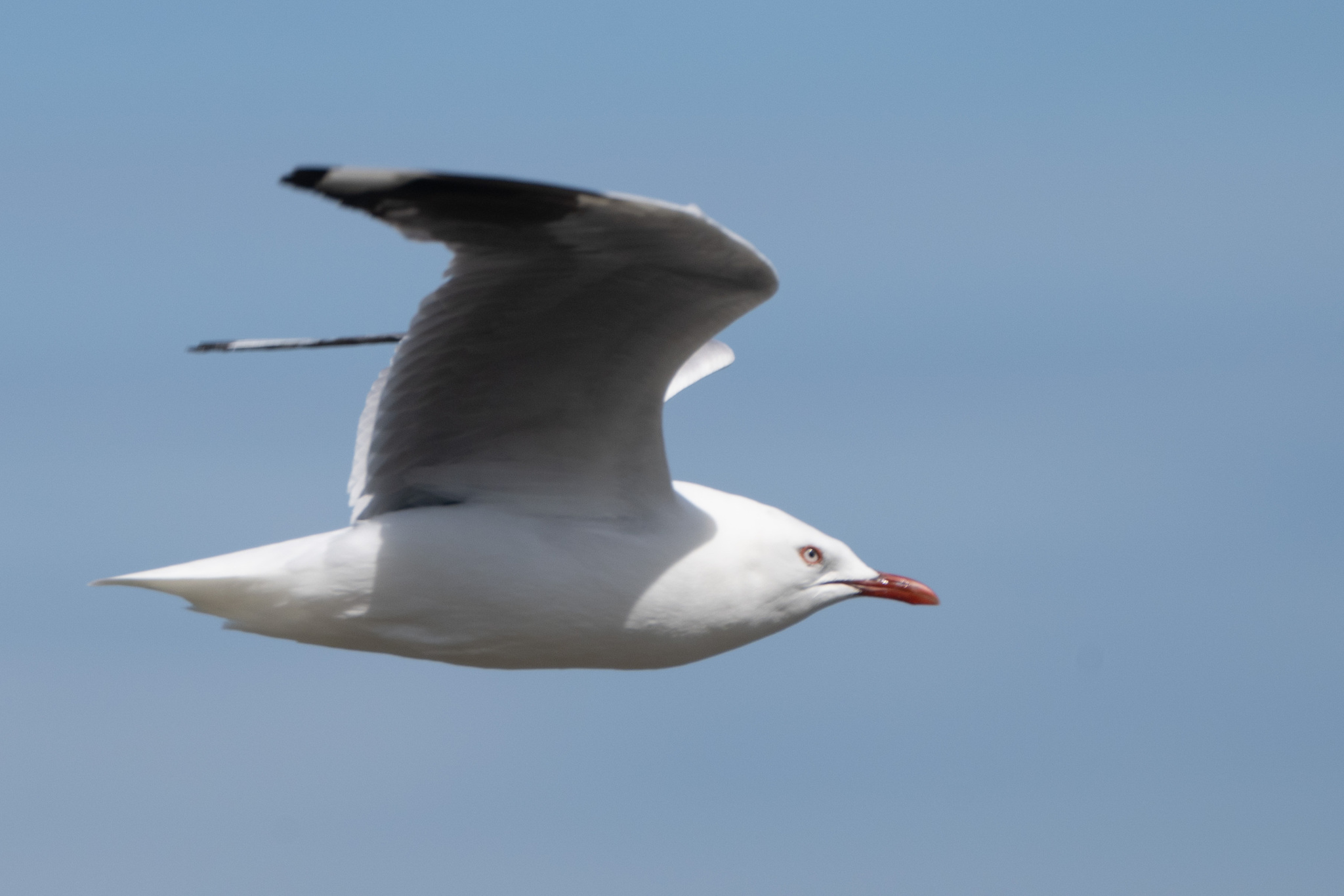 Silver Gull