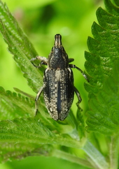 Asproparthenis punctiventris